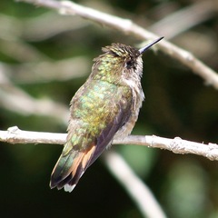 Selasphorus flammula