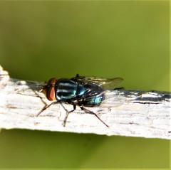 Cochliomyia