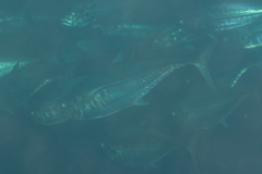 Megalaspis cordyla