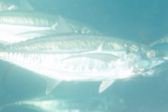 Megalaspis cordyla