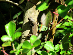 Liolaemus nigroviridis