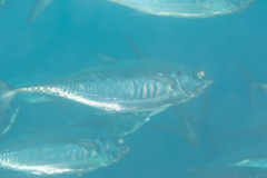 Megalaspis cordyla