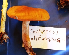 Cortinarius californicus