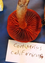Cortinarius californicus