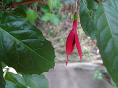 Fuchsia regia reitzii