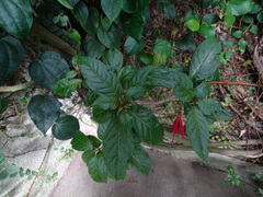 Fuchsia regia reitzii