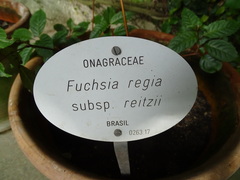 Fuchsia regia reitzii