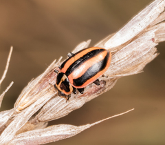 Paranaemia vittigera