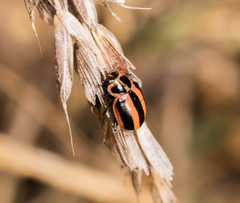 Paranaemia vittigera