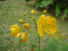 Caesalpinia pulcherrima flava