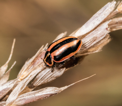 Paranaemia vittigera