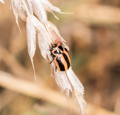 Paranaemia vittigera