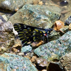 Catasticta teutila