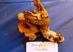 Gomphus clavatus