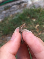 Algyroides moreoticus