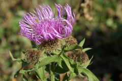 Centaurea phrygia abnormis