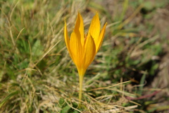 Crocus scharojanii