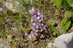 Gentianella caucasea