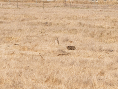 Athene cunicularia
