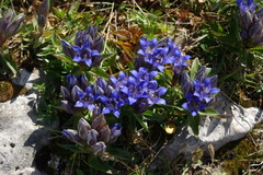 Gentiana septemfida