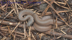 Hebius vibakari