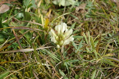 Trifolium polyphyllum