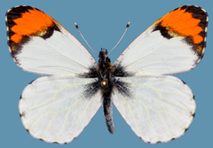 Anthocharis julia sulfuris