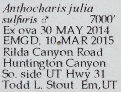 Anthocharis julia sulfuris