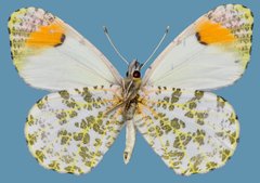 Anthocharis julia sulfuris