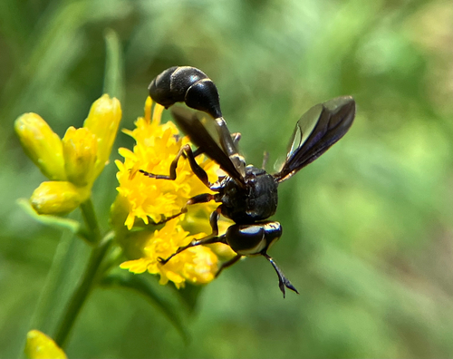 Eastern thick-headed fly