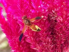 Rhynchium oculatum