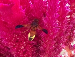Rhynchium oculatum