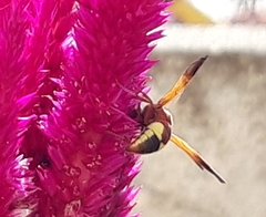 Rhynchium oculatum