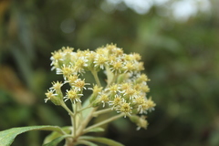 Linochilus tenuifolius