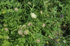 Laserpitium stevenii