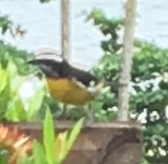 Coereba flaveola luteola