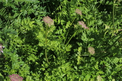 Laserpitium stevenii