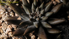 Orostachys