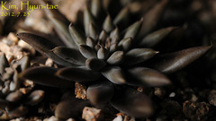 Orostachys