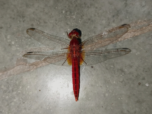 Scarlet Skimmer