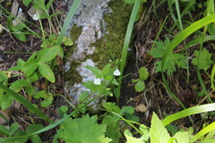 Veronica peduncularis