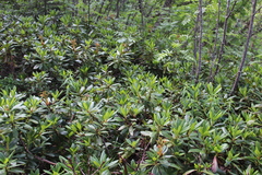 Rhododendron caucasicum