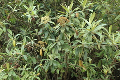 Linochilus tenuifolius