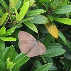 Hermeuptychia canthe