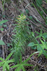 Pedicularis condensata