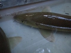Ebro Barbel photo 2