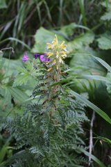 Pedicularis condensata