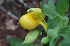 Cypripedium molle