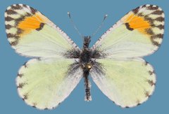 Anthocharis julia sulfuris