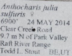 Anthocharis julia sulfuris